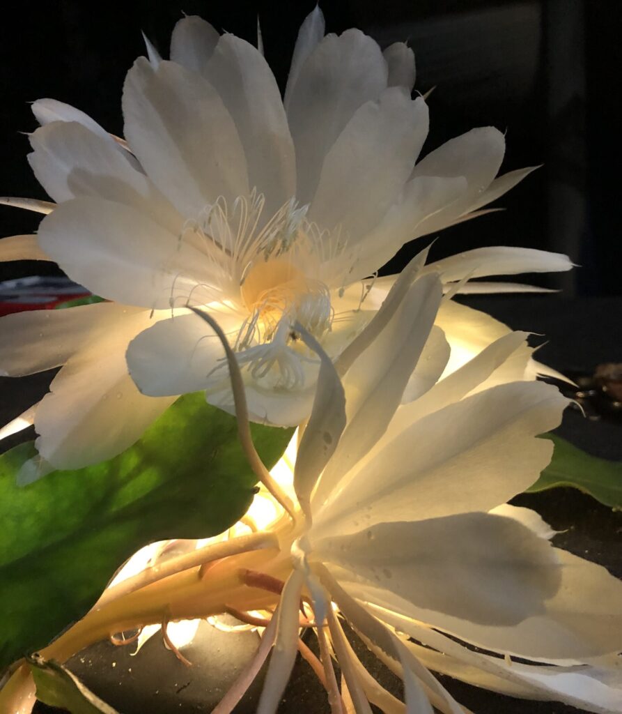 imagem associada ao projeto "flores de um beija flor"